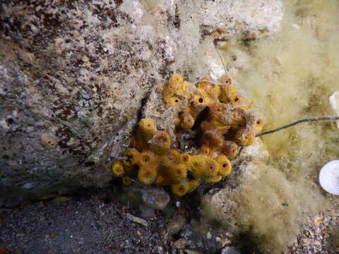 Image of aureate sponge