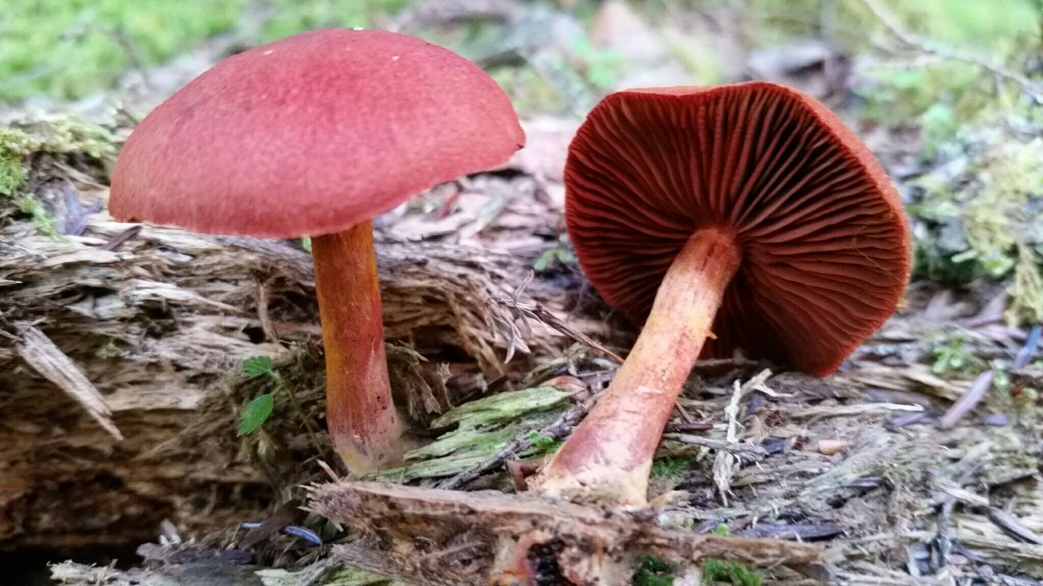 Image of Cortinarius harrisonii Ammirati, Niskanen & Liimat. 2013