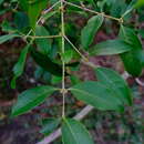 Image of Small-fruited ironwood