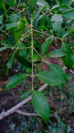 Image of Small-fruited ironwood