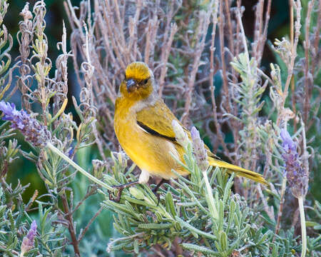 Image of Cape Canary