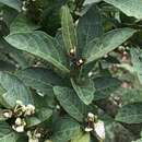 Image of Solanum cornifolium Humb. & Bonpl. ex Dun.