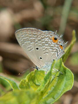 Image of Anthene lunulata (Trimen 1894)