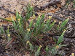 Image of Podotheca angustifolia (Labill.) Less.