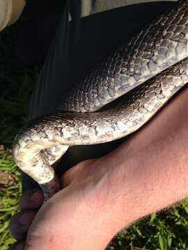 Image of Prairie Kingsnake