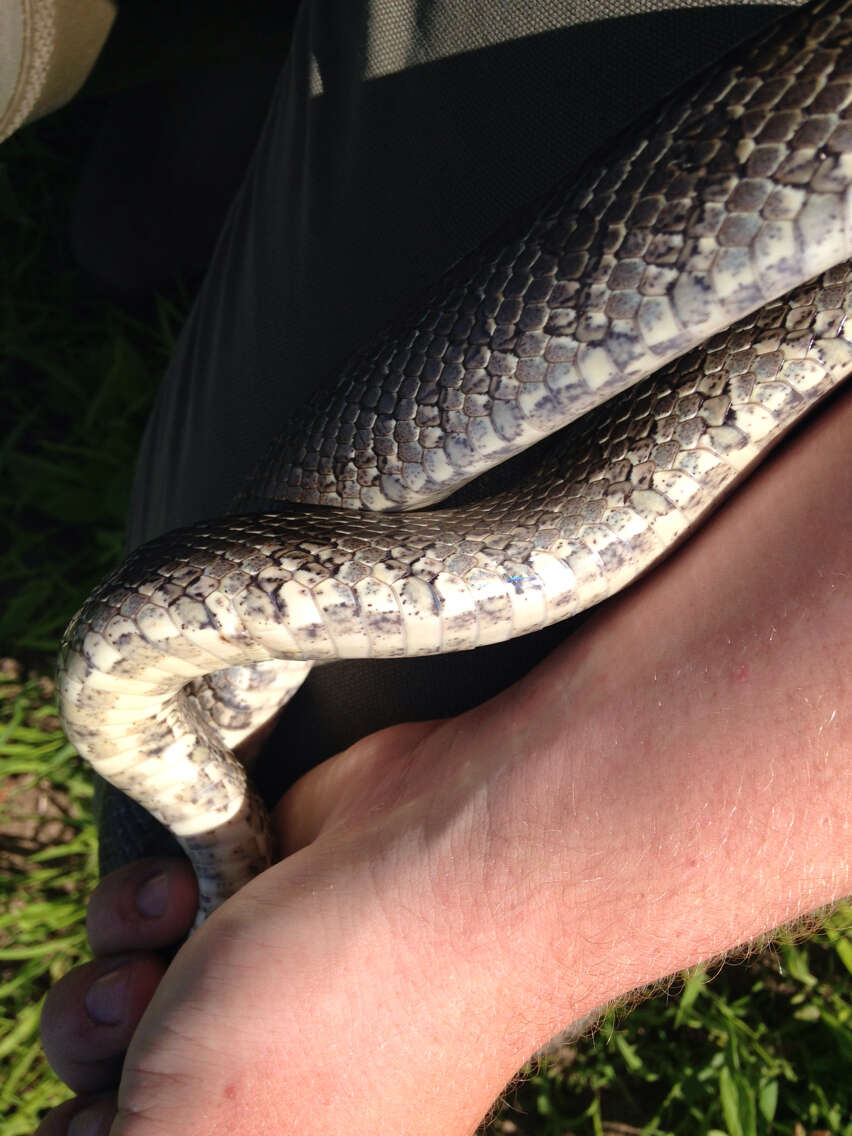 Image of Prairie Kingsnake