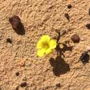 Image of Oxalis flava var. fabifolia (Jacq.) Dreyer & Oberl.