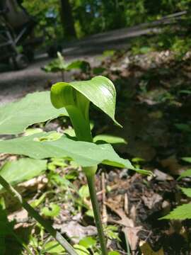 Image of Jack in the pulpit