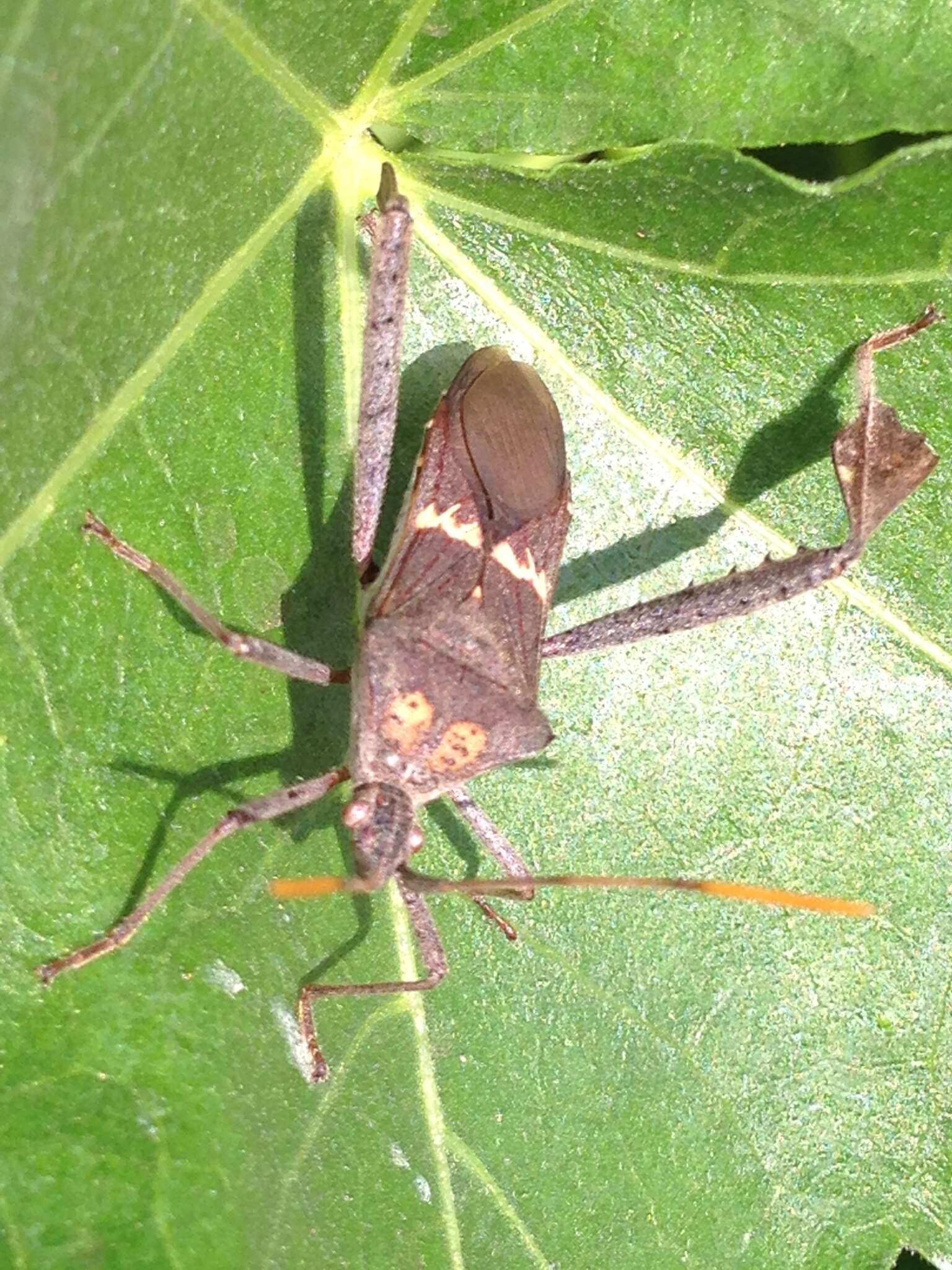 Leptoglossus zonatus (Dallas 1852) resmi