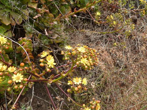 Image of Aeonium glutinosum (Ait.) Webb & Berth.