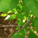 Imagem de Lonicera chrysantha Turcz.