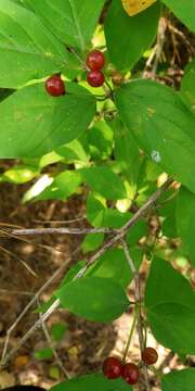 Image of honeysuckle