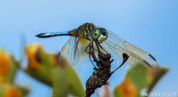 Image of Blue Dasher