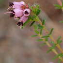 Imagem de Erica radicans subsp. radicans