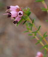 Imagem de Erica radicans subsp. radicans