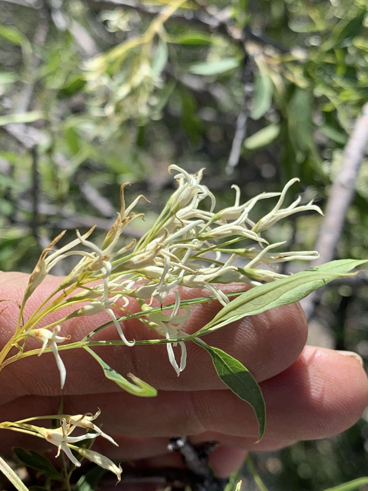 Image of fragrant ash