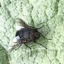 صورة Calliphora quadrimaculata (Swederus 1787)