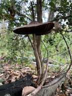 Macrolepiota bonaerensis (Speg.) Singer 1951 resmi