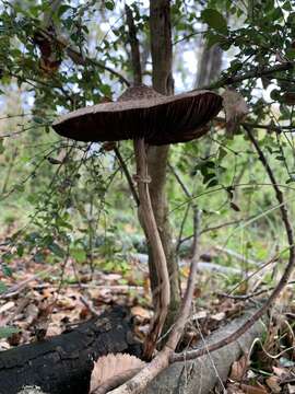 Imagem de Macrolepiota bonaerensis (Speg.) Singer 1951