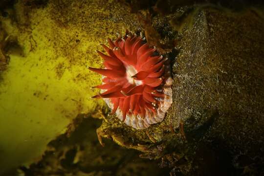 Image of southern anemone