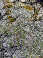 Image of Myosotis pulvinaris Hook. fil.