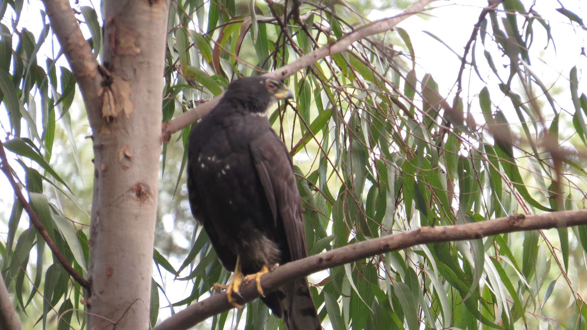 Image of Black Sparrowhawk