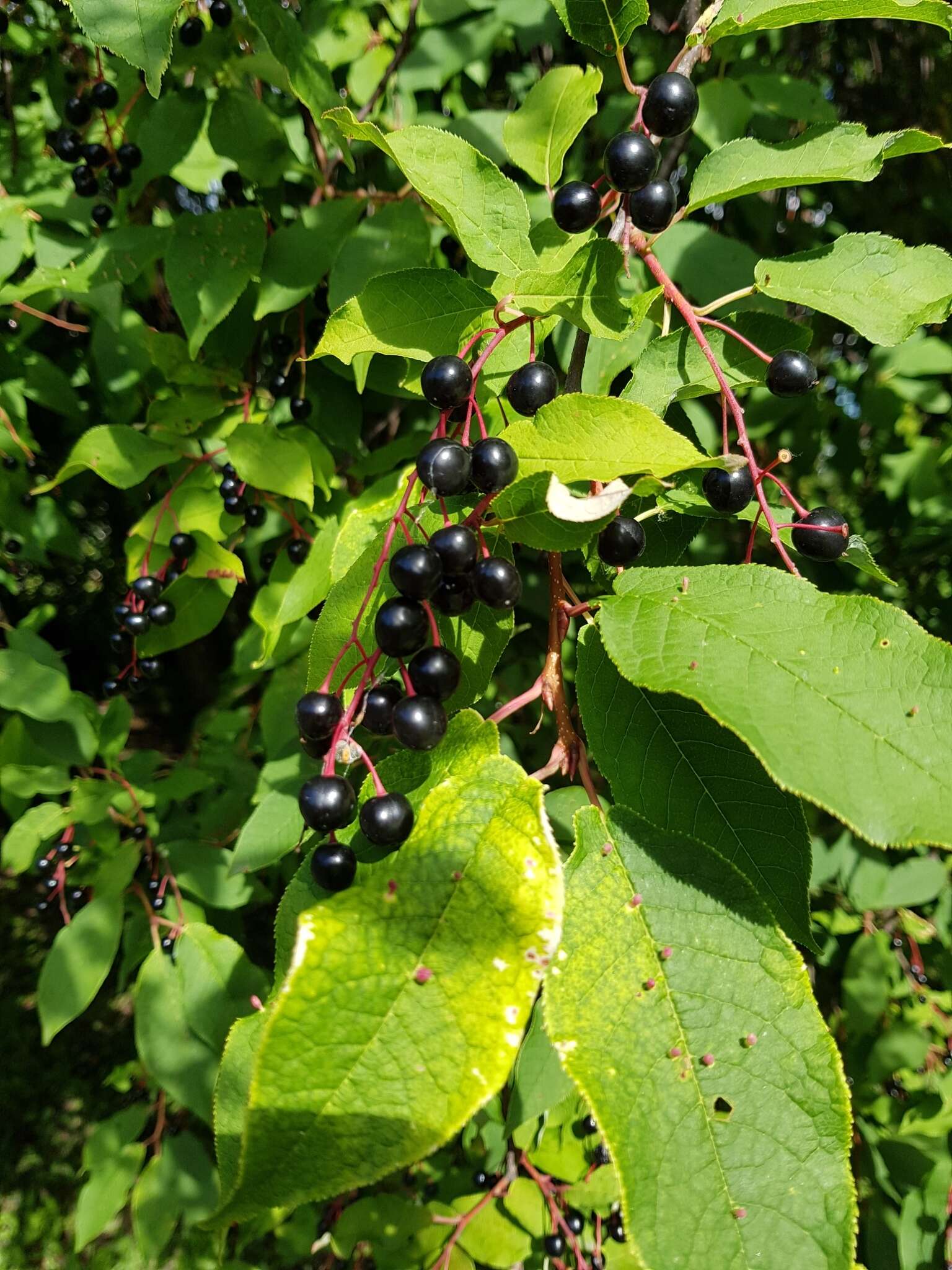 Image of Bird Cherry