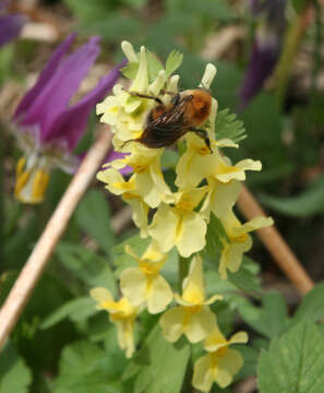 Image of Bombus consobrinus Dahlbom 1832