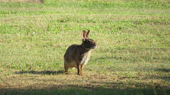 Image of Swamp Rabbit