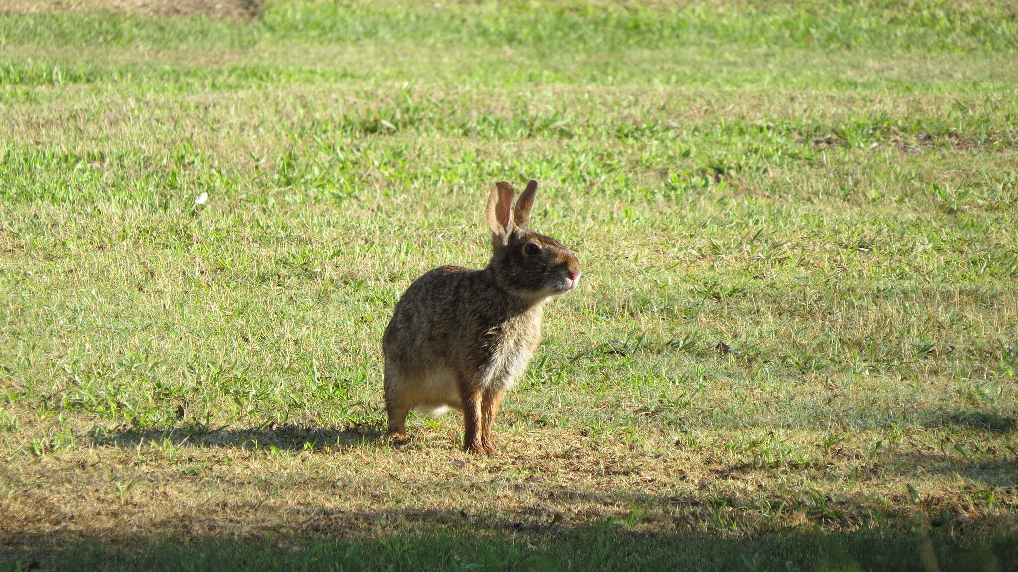 Image of Swamp Rabbit