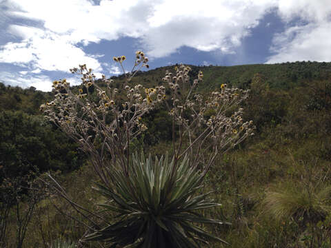 Image of Espeletia tunjana Cuatrec.