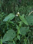 Image of Chocolate Weed