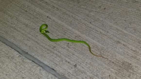 Image of White-lipped Tree Viper