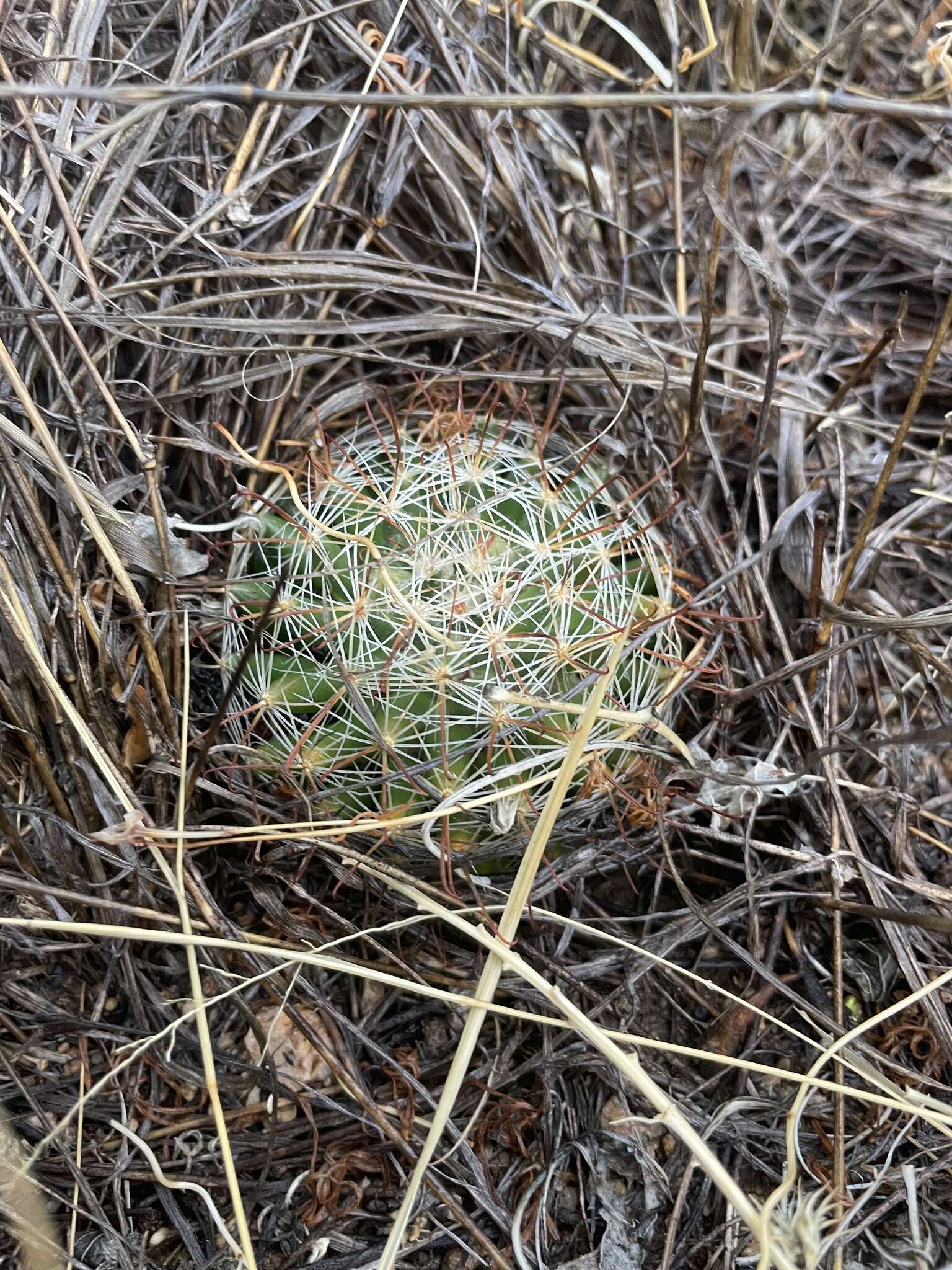 Image of Wright's Fishhook Cactus