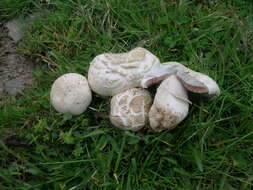 Image of Agaricus litoralis (Wakef. & A. Pearson) Pilát 1952