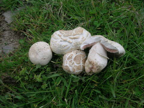 Image de Agaricus litoralis (Wakef. & A. Pearson) Pilát 1952