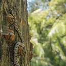 Image of (South-) Eastern Bark Snake