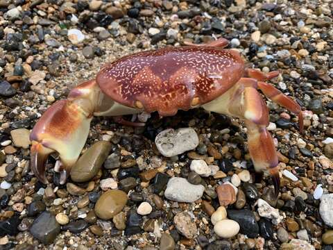 Image of batwing coral crab