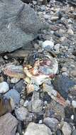 Image of Loggerhead sea turtles