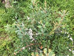 Image of Banksia oblongifolia Cav.