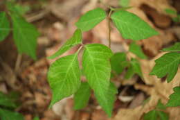 Image of eastern poison ivy