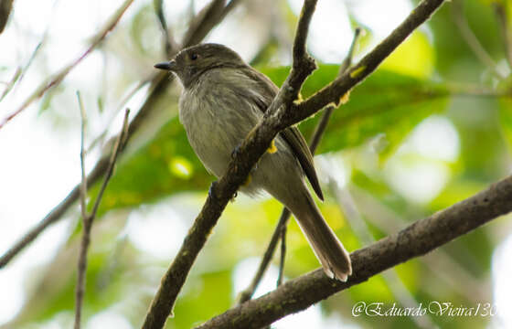 Image of Pale-bellied Neopelma