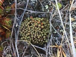 Image of Gorman's dwarf-primrose