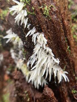 Image of Mucronella fusiformis (Kauffman) K. A. Harrison 1972