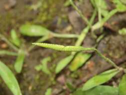 Imagem de Ophioglossum thermale Komarov