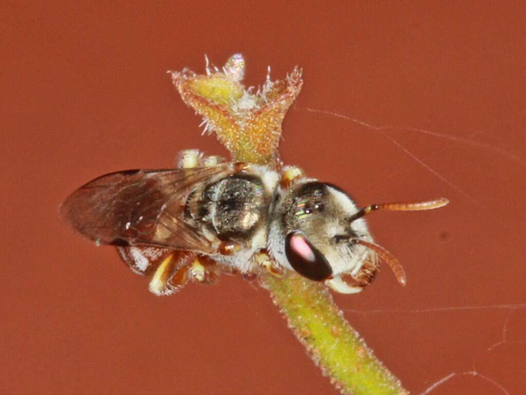 Lasioglossum platychilum Walker 1999 resmi