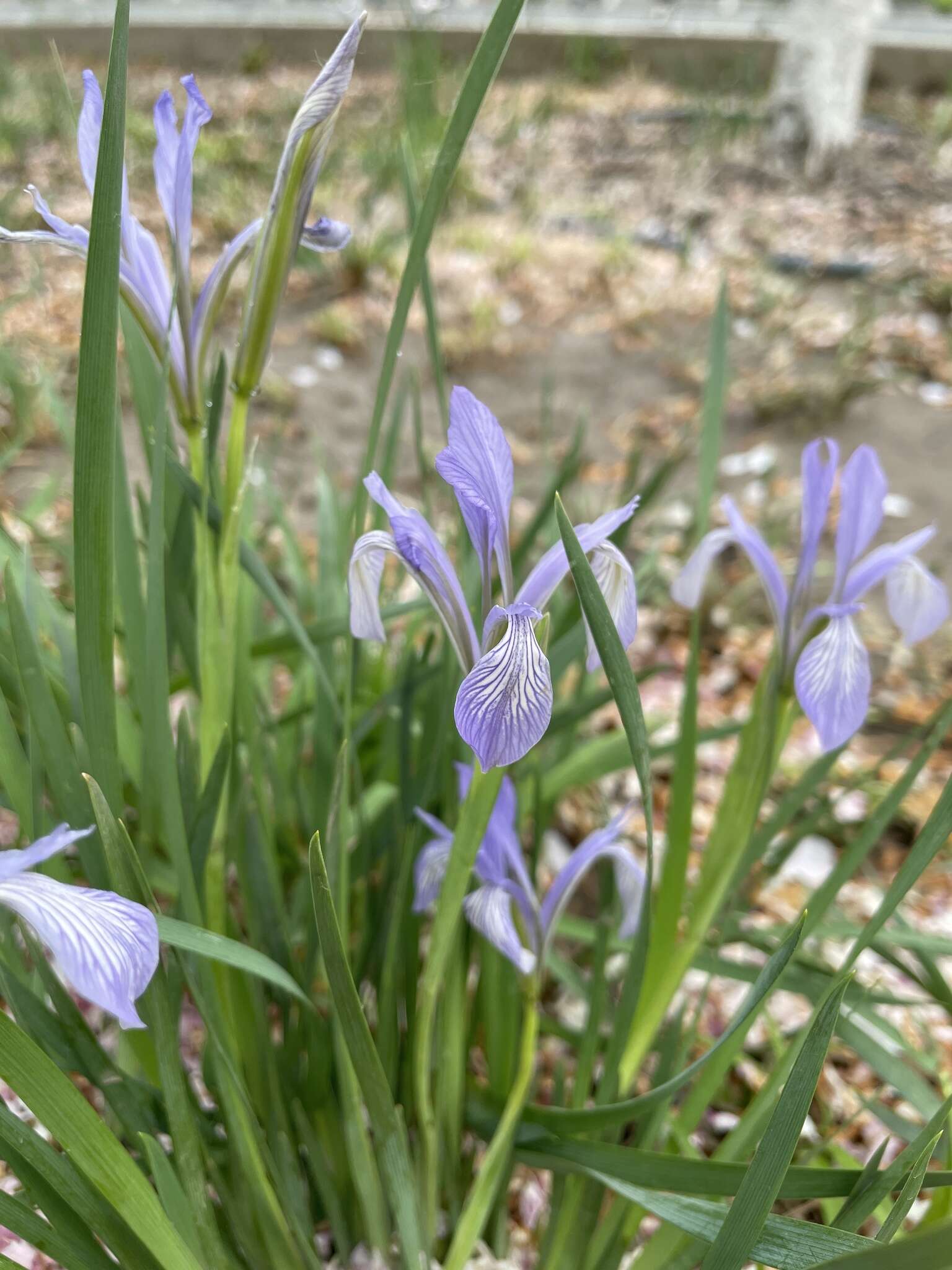 Image of Iris lactea Pall.