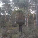 Image of Xanthorrhoea drummondii Harv.