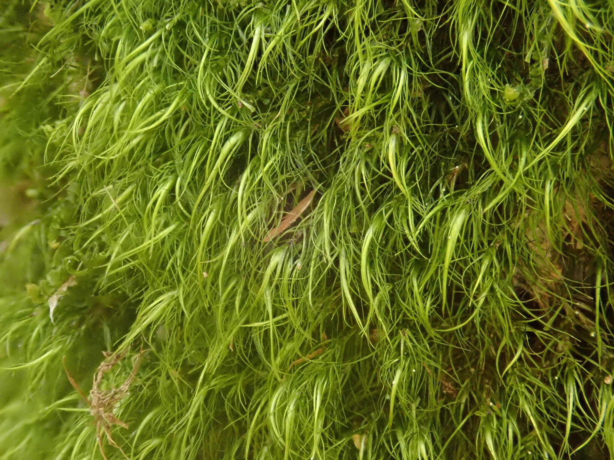 Image of longleaf paraleucobryum moss