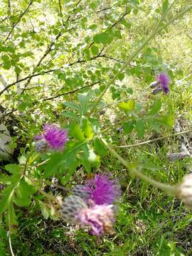 Image of Serratula coronata L.